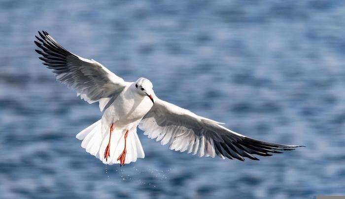 鳥のフンのスピリチュアルな意味とは？手や車など落ちてきた場所別に解説