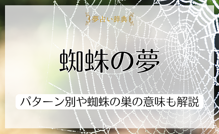 蜘蛛の夢は宝くじが当たるという前触れ？パターン別や蜘蛛の巣の意味も解説