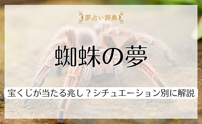 蜘蛛の夢は宝くじが当たる兆し？夢の意味をシチュエーション別に解説