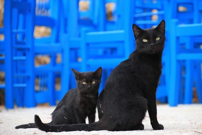 黒猫に関するスピリチュアルな意味とは？行動や状況から見る意味を紹介