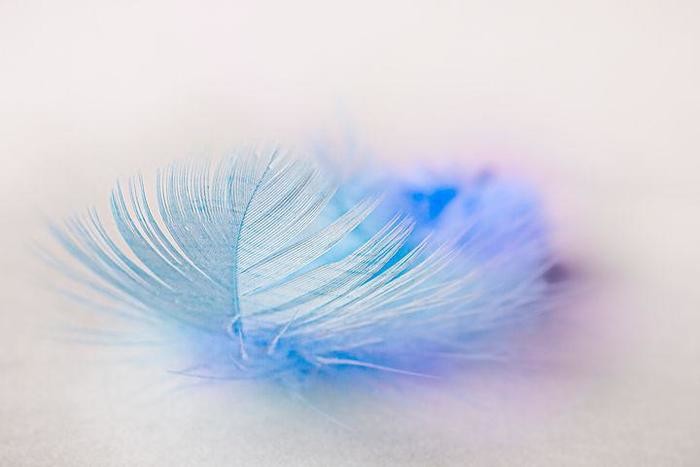 鳥の羽が示すスピリチュアルなメッセージとは？色別・状況別に意味を解説