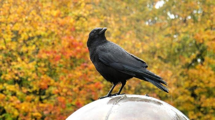 カラスの羽のスピリチュアルな意味とは？鳥の羽のジンクスと黒い羽についても解説