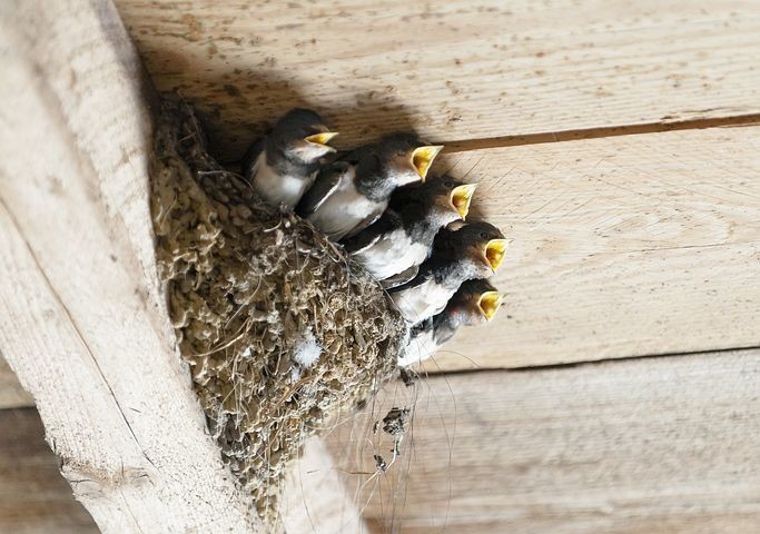 鳥が巣を作る家のスピリチュアルなサイン・意味｜注意すべき状況も紹介