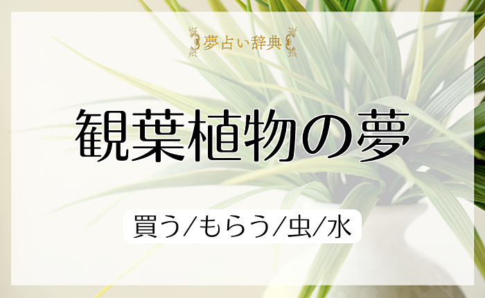 観葉植物の夢の意味と心理｜買う/もらう/虫/水【夢占い】