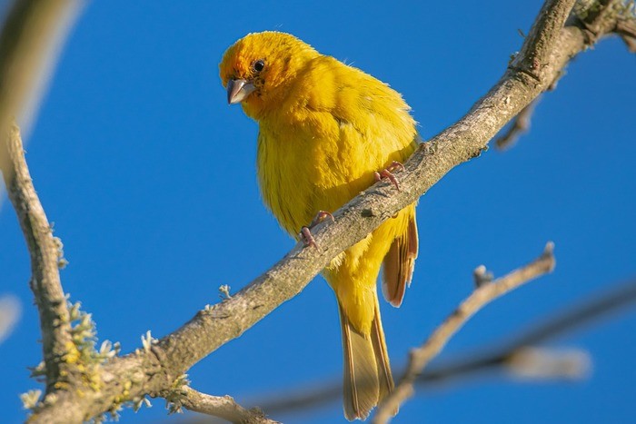 鳥が持つスピリチュアルな3つの意味とは？状況別のメッセージも紹介