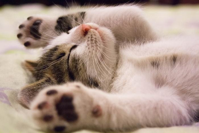 猫系女子か診断できるチェック項目・特徴｜恋愛/ファッション