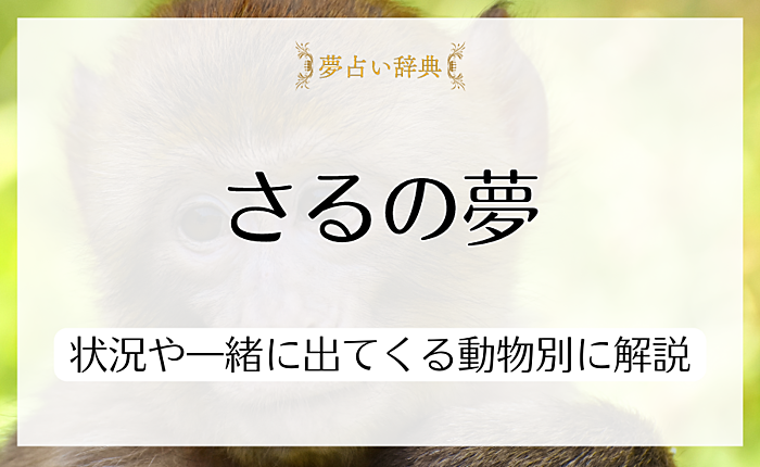 さるが夢に出てくる意味とは？状況や一緒に出てくる動物別に詳しく解説