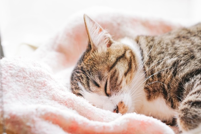 猫の夢を見るのはどのような意味がある？行動や毛色などパターン別に紹介
