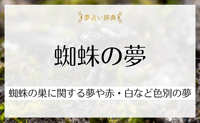 蜘蛛の夢の意味とは？蜘蛛の巣に関する夢や赤・白など色別の夢も解説