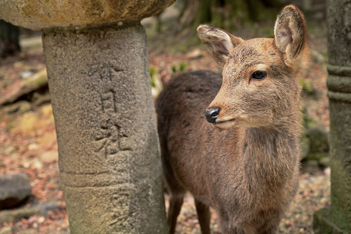 【色別・男女別】動物占いがこじかの人の特徴・性格・恋愛・仕事